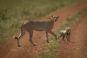 Cheetah and cub walk across sunlit track