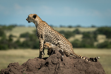 Cheetah and cub sitting on termite mound