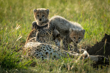Cheetah cub climbs over mother by another