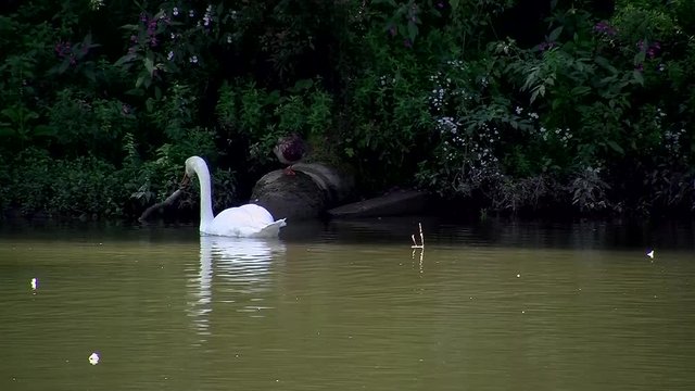 Ein wei&szlig;er Schwan schwimmt am entgegengesetzen Ufer im Flu&szlig;