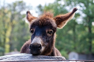 Portrait eines Eselfohlen