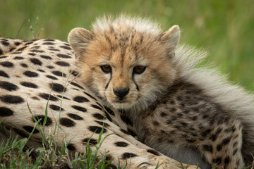 Obraz na płótnie Canvas Cheetah cub lies beside mother in grass