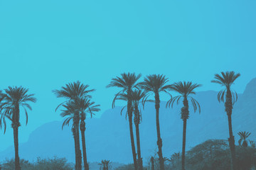A row of tropic palm trees against mountains. Silhouette of tall palm trees. Tropic evening landscape. Blue colored. Beautiful tropic nature