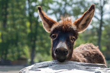 Portrait eines Eselfohlen