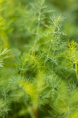 Green leaves on dill as a background