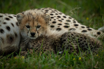 Cheetah cub lies by mother in grass