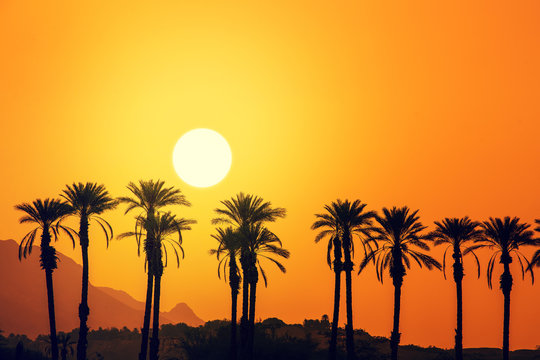 Row of tropical palm trees against the mountains at golden sunset. Silhouette of tall palm trees in the evening. Tropical evening landscape. Beautiful tropical nature