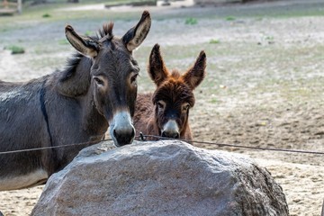 Eselmama mit ihrem Fohlen