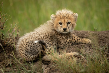 Fototapeta na wymiar Cheetah cub lies on mound eyeing camera