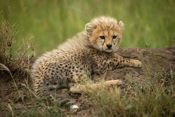 Fototapeta na wymiar Cheetah cub lies on mound looking right