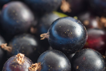 Ripe blackcurrant berries as a background