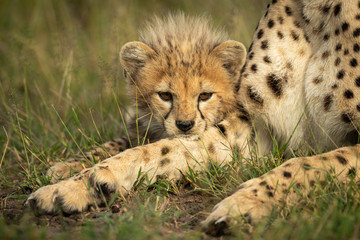 Cheetah cub lies resting chin on mother
