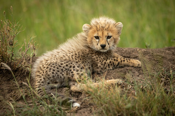 Naklejka na ściany i meble Cheetah cub lies on mound watching camera