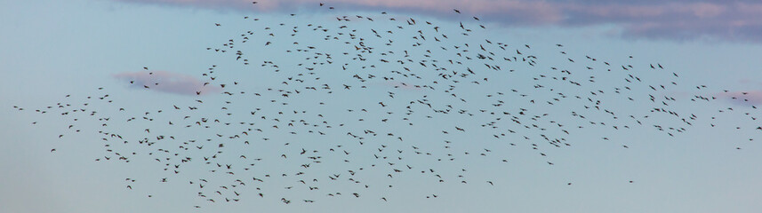 Flock of birds in the sky at sunset