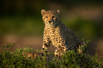 Fototapeta na wymiar Cheetah cub sits behind mother in bushes