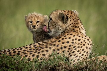 Cheetah cub sits behind mother in grass