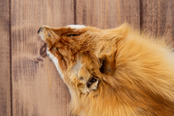 Skin of a fox on a wooden background