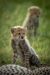 Obraz na płótnie Canvas Cheetah cub sits in grass by another