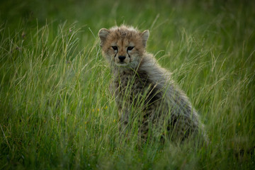 Plakat Cheetah cub sits in grass eyeing camera