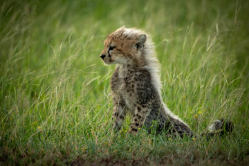 Cheetah cub sits in grass facing left