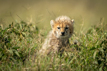 Cheetah cub sits in grass in sunshine