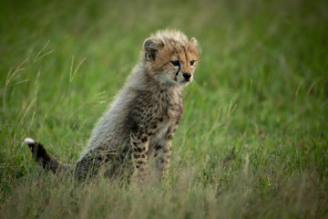 Fototapeta na wymiar Cheetah cub sits in grass facing right