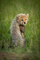 Naklejka na ściany i meble Cheetah cub sits in grass looking back