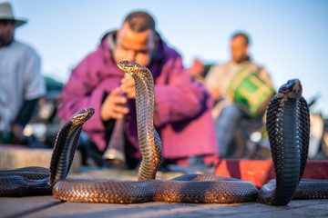 Moroccan Cobra enchanter sitting in the street with his cobra. Marrakesh, Jamma el fnaa
