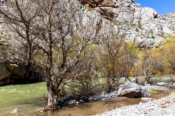 River and bare trees in the mountains