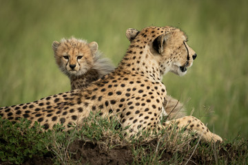 Cheetah cub sits on mound behind mother