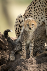 Cheetah cub sits on mound facing camera