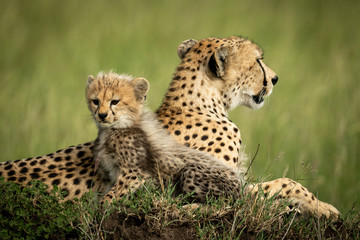 Cheetah cub sits on mound by mother