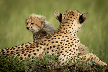 Cheetah cub sits on mound with mother
