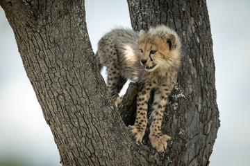 Cheetah cub stands in tree looks down