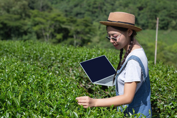 Farmers holding tablets, check tea, modern concepts.
