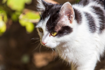 Portrait of a cat in the garden