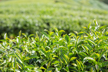 Fototapeta premium Green tea leaf background in tea plantations.