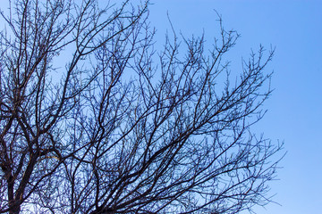 Bare branches on a tree against a blue sky
