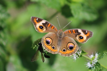 Butterfly on mint