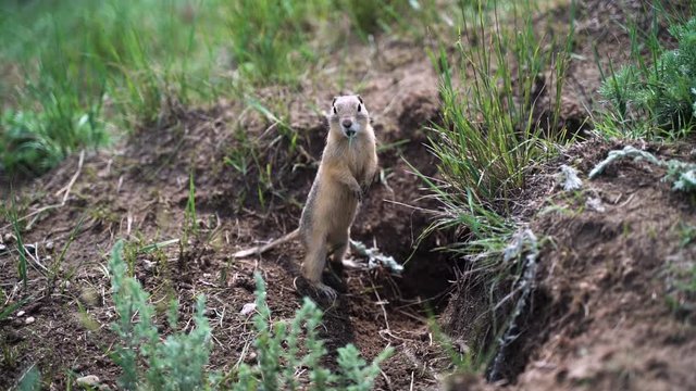 Cute gopher standing to attention eating a blade of grass, handheld 120fps