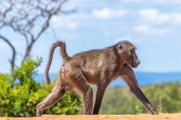 Baboon ( Chacma) wonder around, Welgevonden Game Reserve, South Africa.