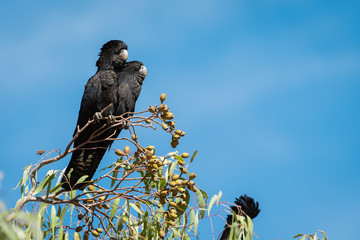 Two red tailed black cockatoo in australia