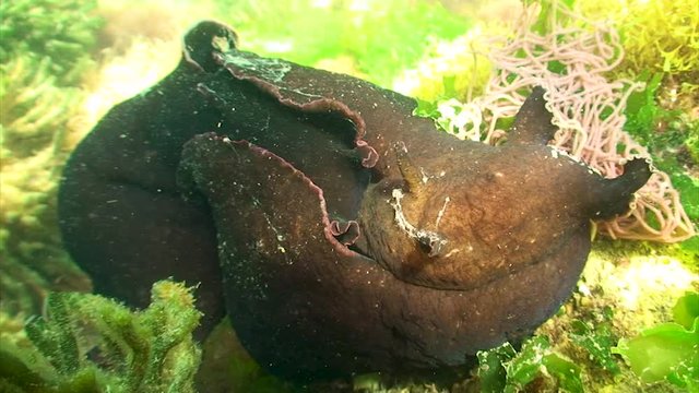 Li&egrave;vre de mer + ponte