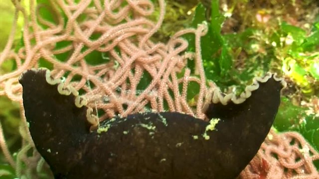 Li&egrave;vre de mer + ponte