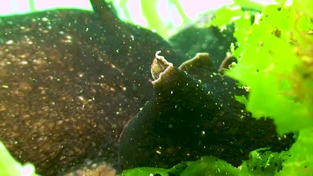 Li&egrave;vre de mer + ponte