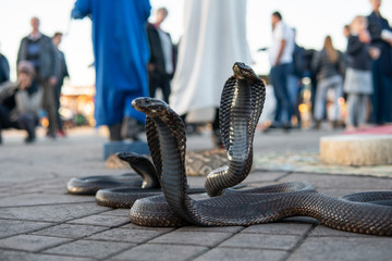Cobra snakes in the Jamaa el Fna square, the main market place in Marrakesh, Morocco