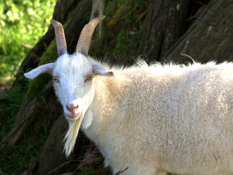 Goat looking at camera.