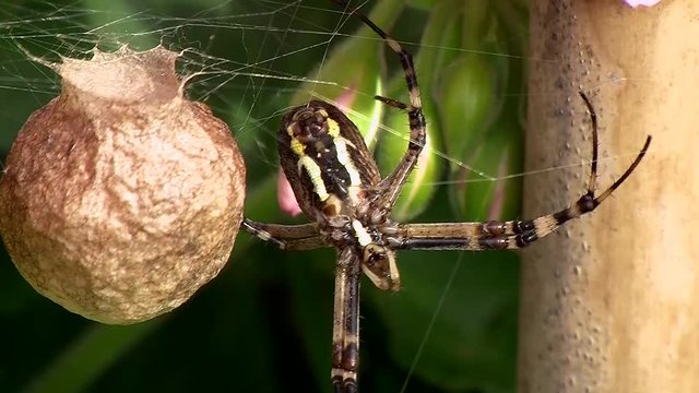 Wespenspinne, Kokon und Spinnennetz