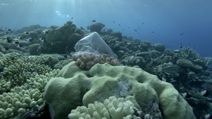 Slow motion, Plastic pollution, transparnet plastic bag on beautiful tropical coral reef, on background in the blue water swims school of tropical fish. Plastic garbage environmental pollution problem
