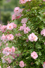 Abundant bloom of climbing  semi double pink Rose ‘Clair Martin’  , selective focus..Concept: rose passion, garden hobby, gardening, garden blog, botanica, roses lovers.June, Czech Republic.